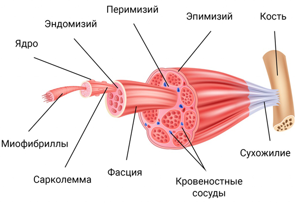 stroenie_mishci_cheloveka.jpg